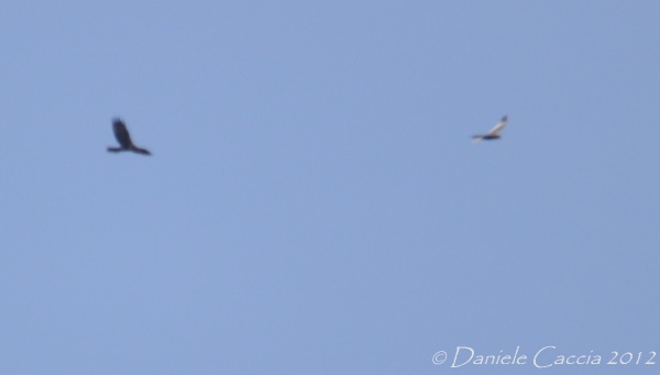 identificazione rapaci